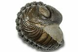 Long, Multi-Toned, Curled Morocops Trilobite - Morocco #323219-1
